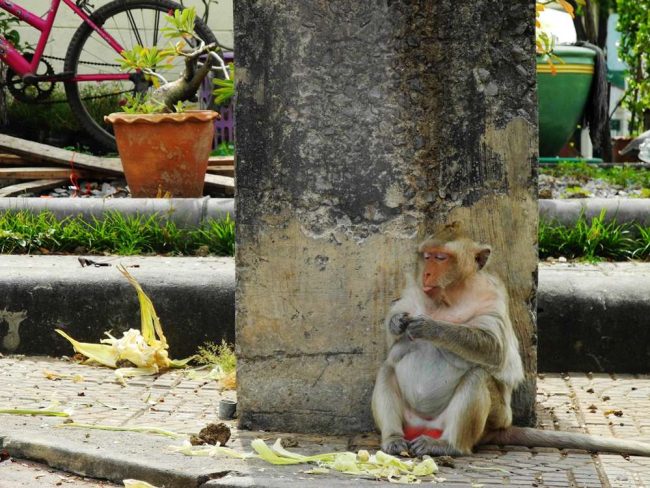 lopburgi-malpie-miasto-tajlandia copy2