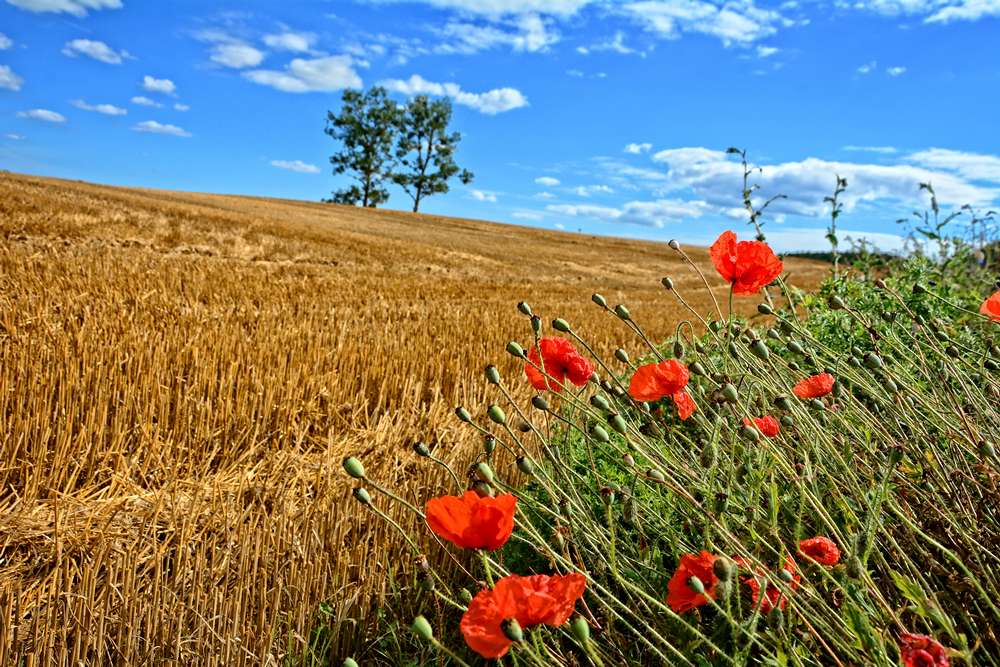 kociewie rowerem pole makow polska