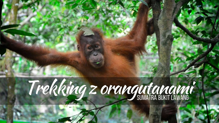 maly orangutan small orangutan