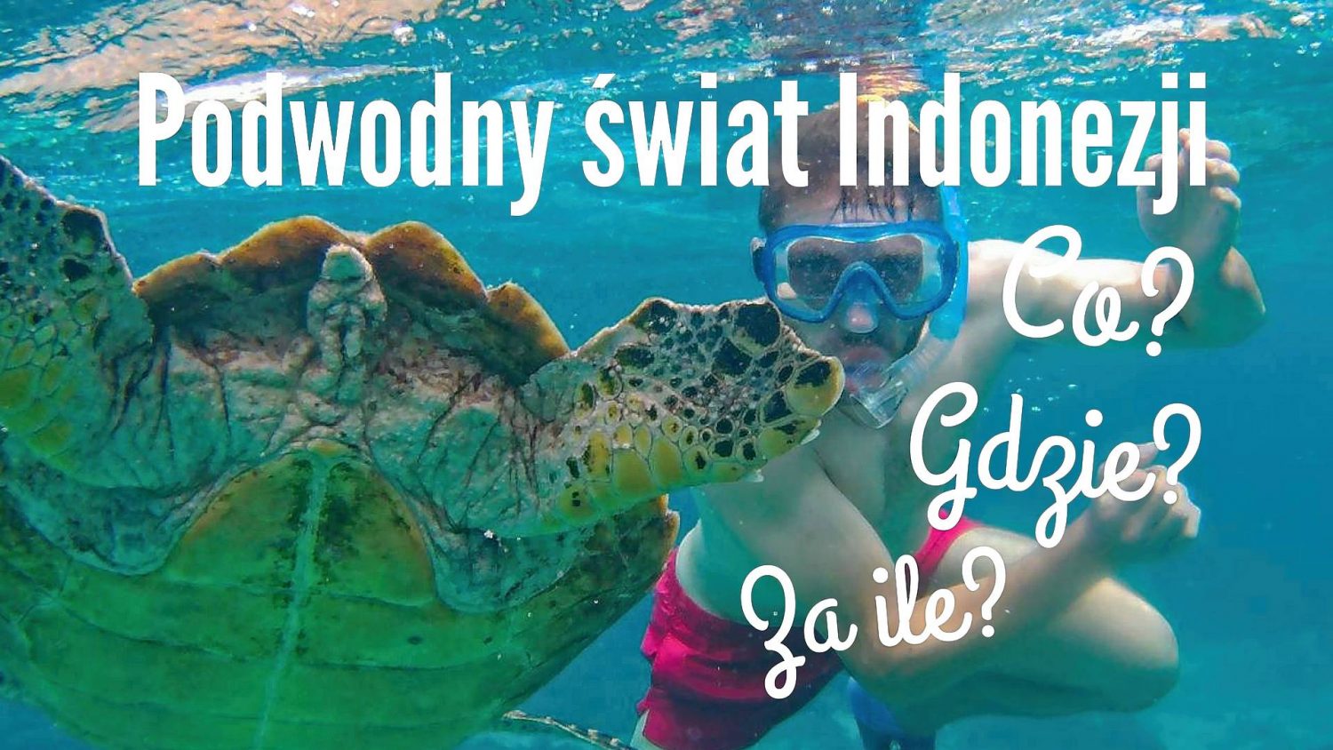snorkeling w indonezji żółwie i manty