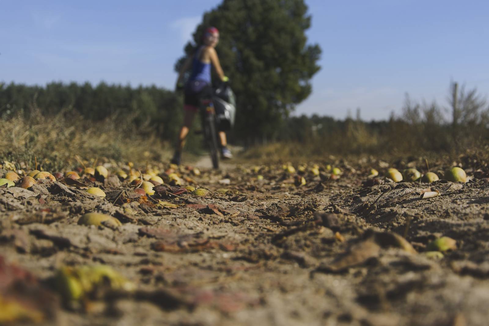 trasy rowerowe bydgoszcz koronowo rowerem wokol zalewu koronowskiego